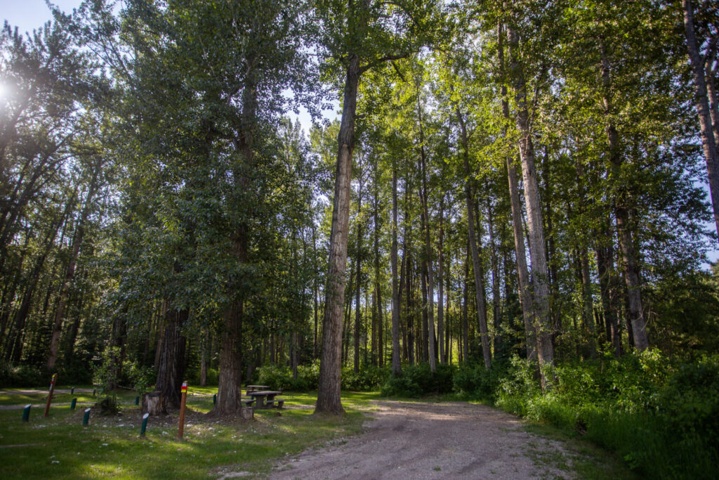 Trees at Blackfoot Regional Park